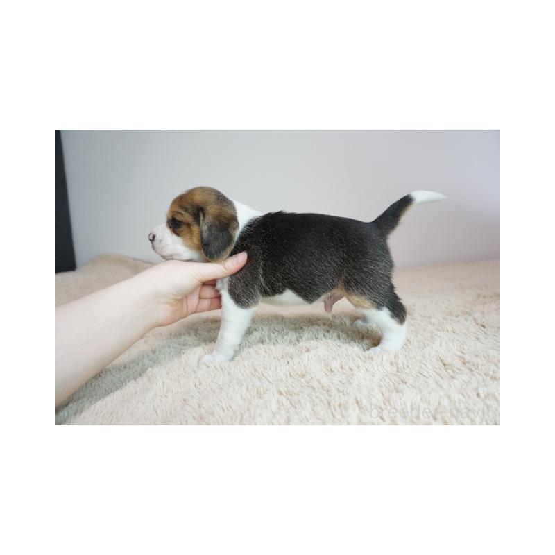 販売中の奈良県のビーグル-440245の4枚目