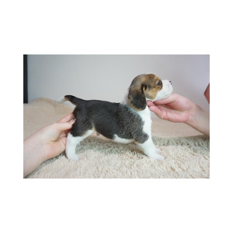 販売中の奈良県のビーグル-440245の3枚目