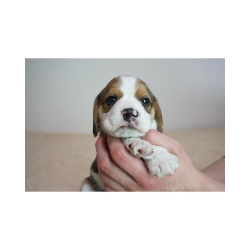 販売中の奈良県のビーグル-440245の2枚目