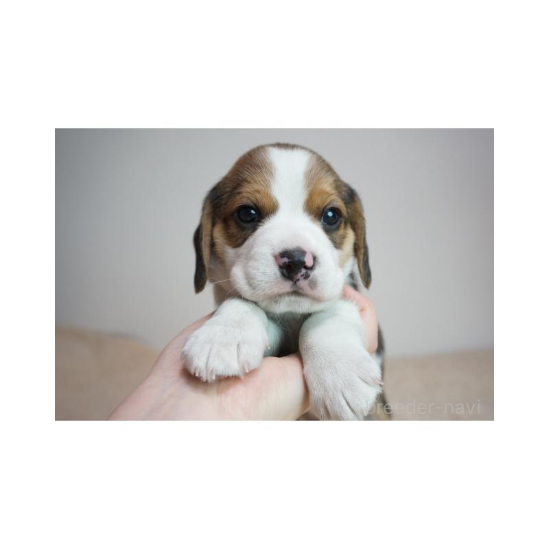 販売中の奈良県のビーグル-440245の1枚目