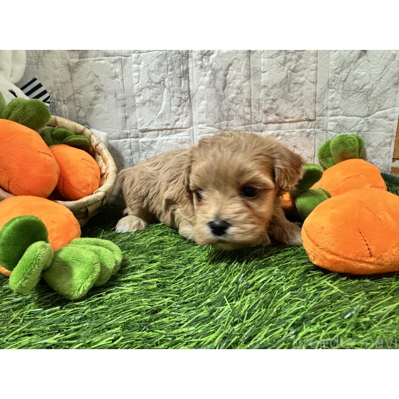 販売中の茨城県のマルプー:マルチーズ×トイプードル-440247