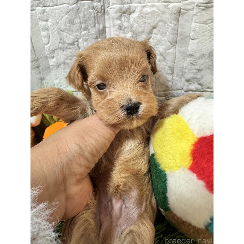 販売中の茨城県のマルプー:マルチーズ×トイプードル-440247の3枚目