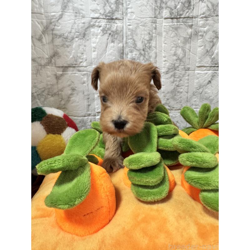 販売中の茨城県のマルプー:マルチーズ×トイプードル-440247の2枚目