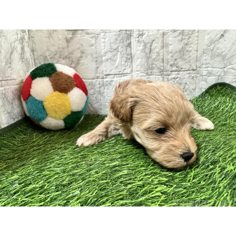 販売中の茨城県のマルプー:マルチーズ×トイプードル-440248の3枚目