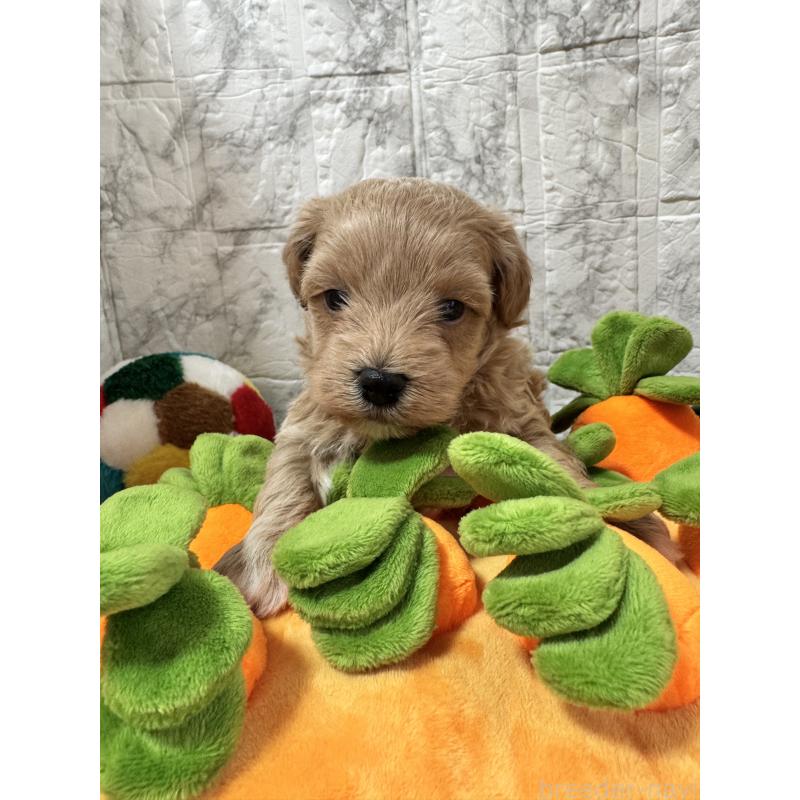 販売中の茨城県のマルプー:マルチーズ×トイプードル-440248の1枚目