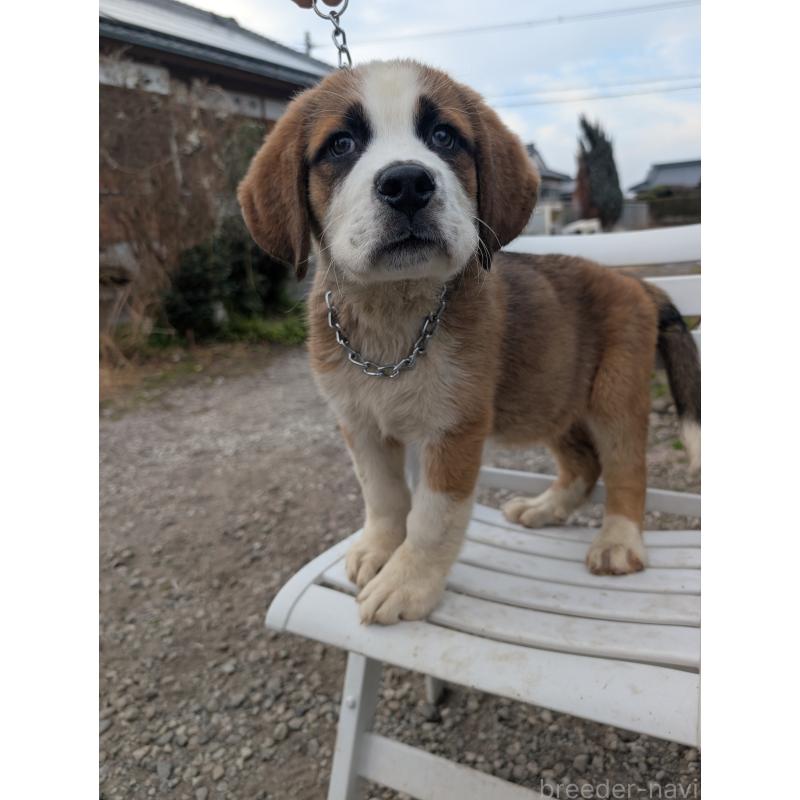 販売中の宮崎県のミックス犬-440249の1枚目