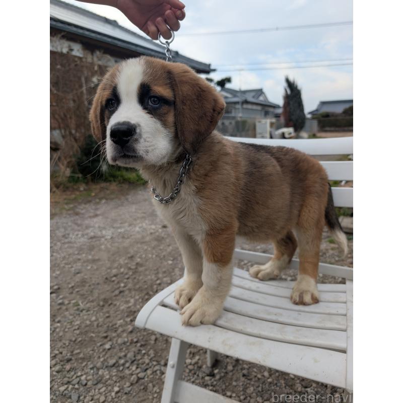 販売中の宮崎県のミックス犬-440249の6枚目