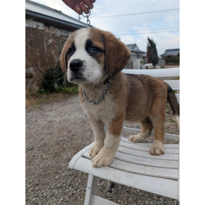 販売中の宮崎県のミックス犬-440249の5枚目