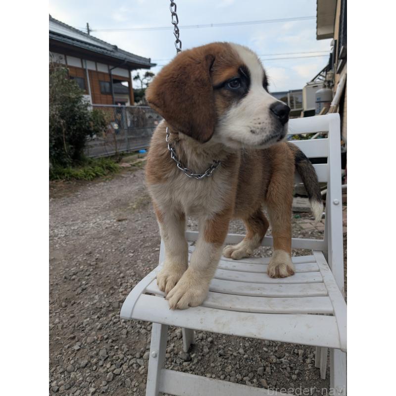 販売中の宮崎県のミックス犬-440249の4枚目