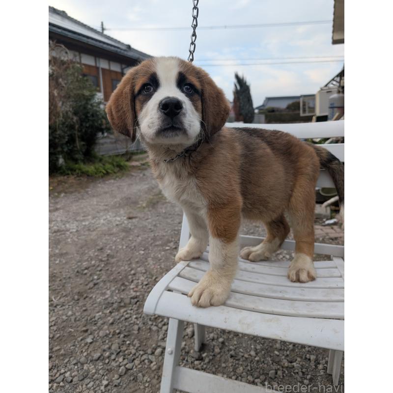 販売中の宮崎県のミックス犬-440249の3枚目