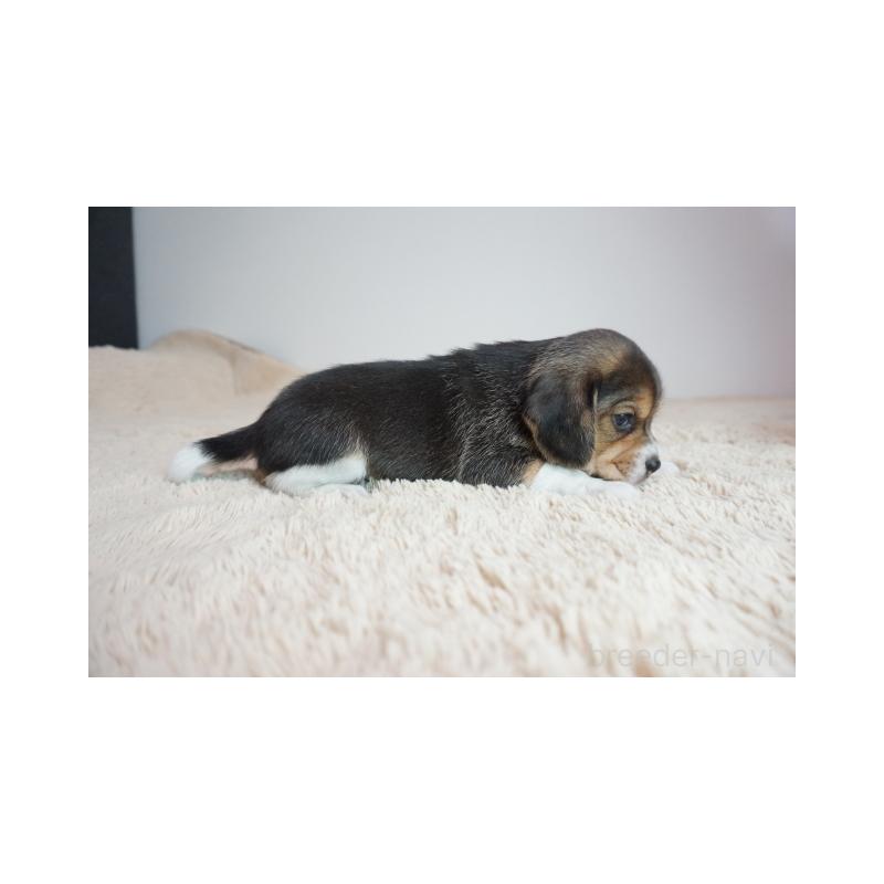 販売中の奈良県のビーグル-440250の3枚目