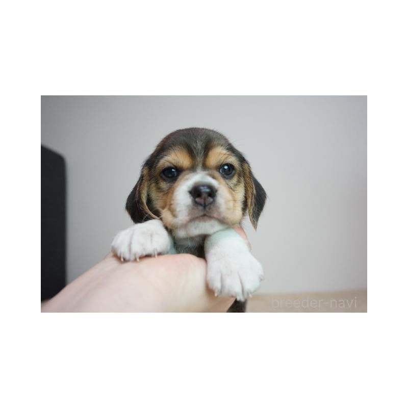 販売中の奈良県のビーグル-440250