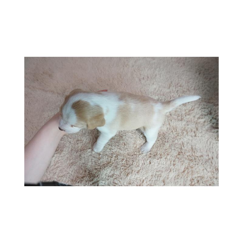 販売中の奈良県のビーグル-440251の5枚目