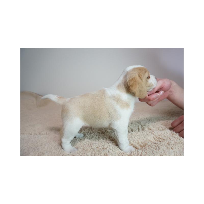 販売中の奈良県のビーグル-440251の4枚目