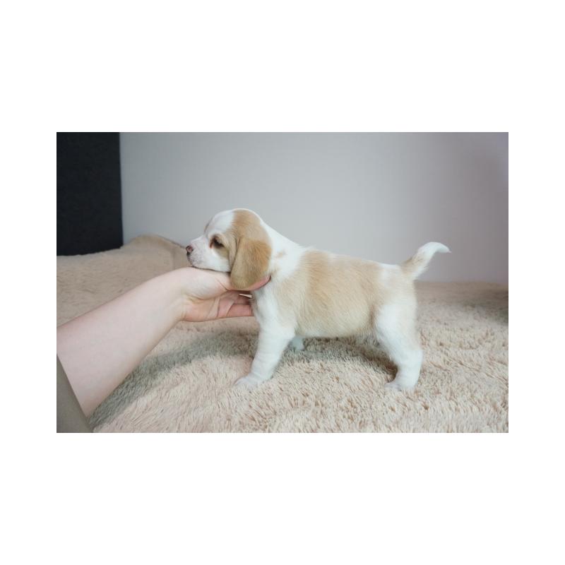 販売中の奈良県のビーグル-440251の3枚目