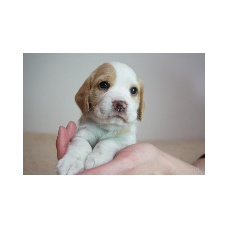 販売中の奈良県のビーグル-440251の2枚目