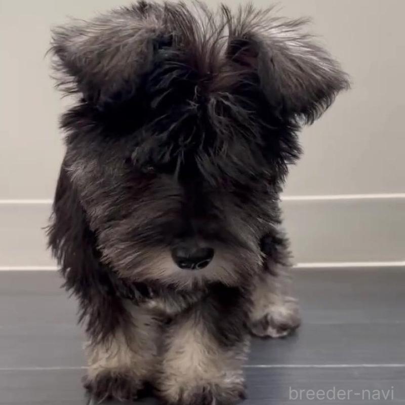 販売中の群馬県のミニチュアシュナウザー-431098の2枚目