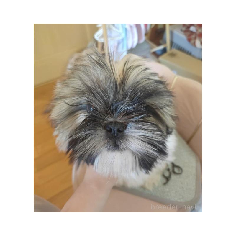 販売中の愛知県のシーズー-423138