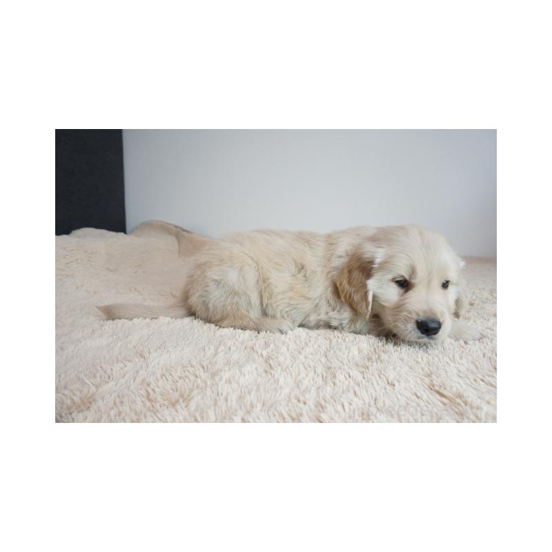 販売中の奈良県のゴールデンレトリーバー-440252の5枚目