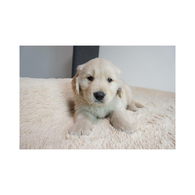 販売中の奈良県のゴールデンレトリーバー-440252の3枚目