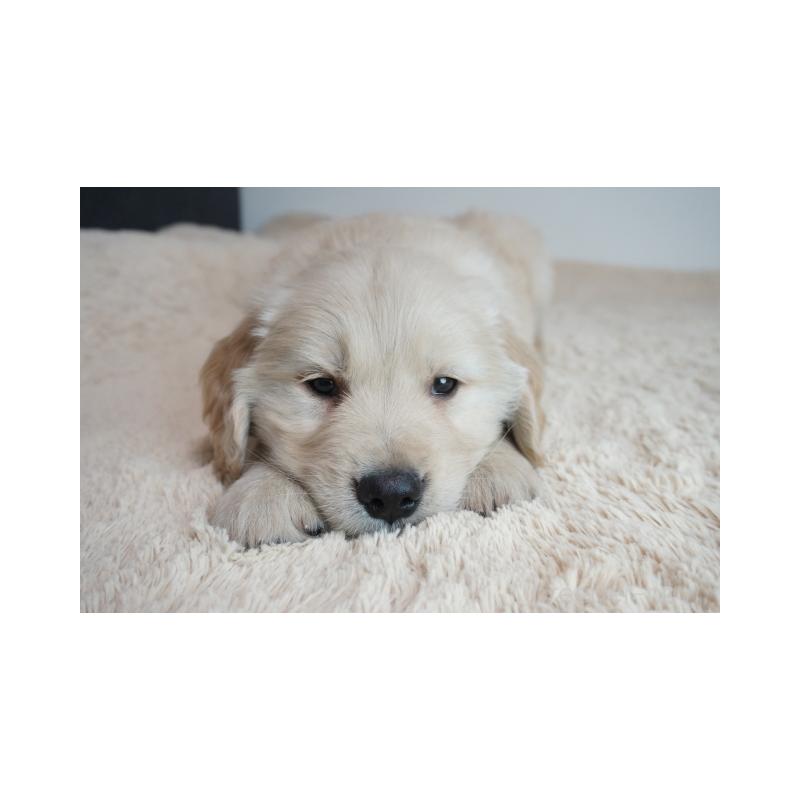 販売中の奈良県のゴールデンレトリーバー-440252の2枚目