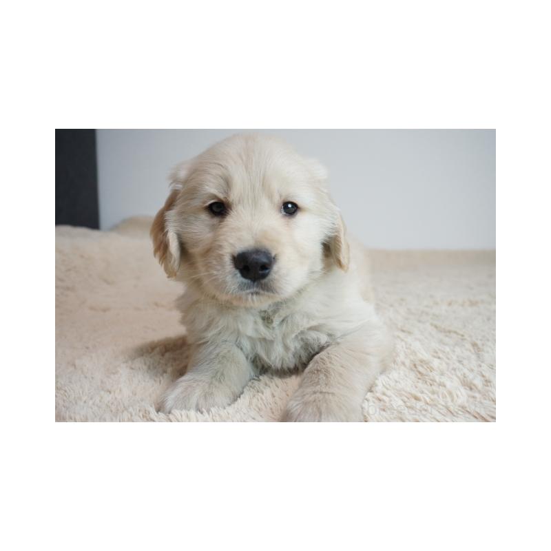 販売中の奈良県のゴールデンレトリーバー-440252の1枚目