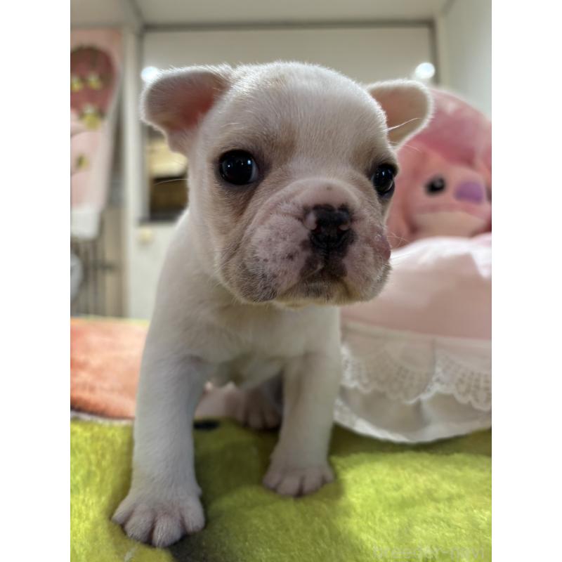 販売中の愛知県のフレンチブルドッグ-440253の4枚目