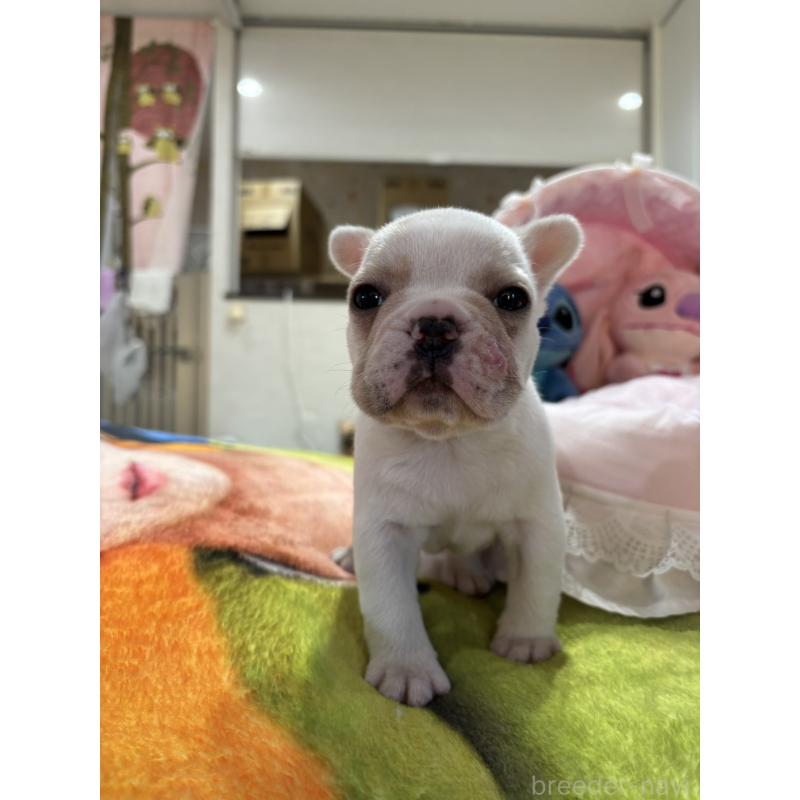 販売中の愛知県のフレンチブルドッグ-440253の3枚目