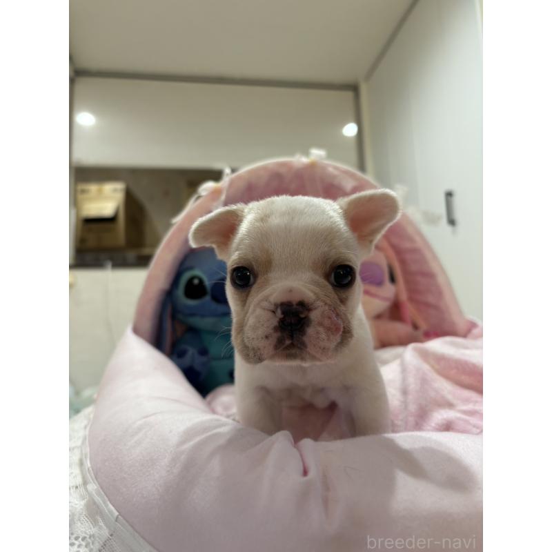 販売中の愛知県のフレンチブルドッグ-440253の2枚目