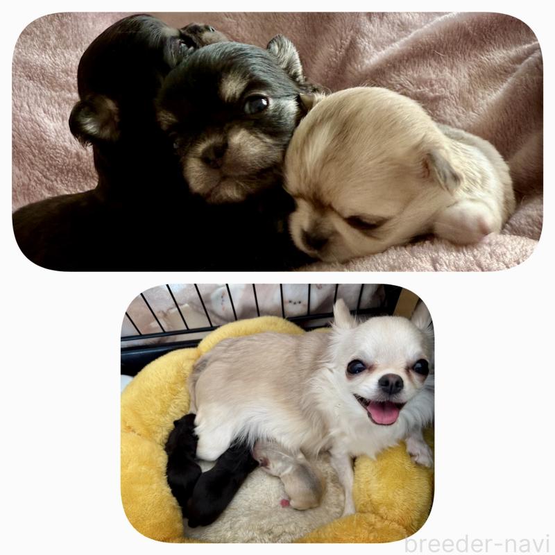 販売中ののチワワ(ロングコート)-440283