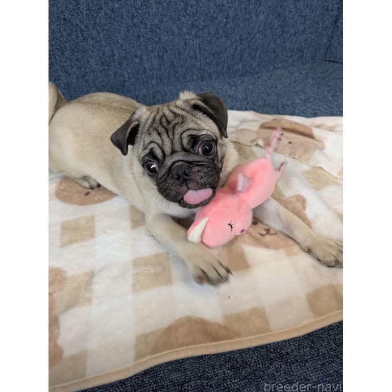 販売中の広島県のパグ-440256の7枚目