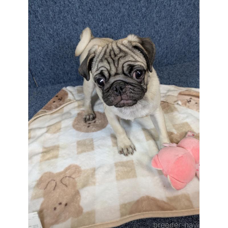 販売中の広島県のパグ-440256の6枚目