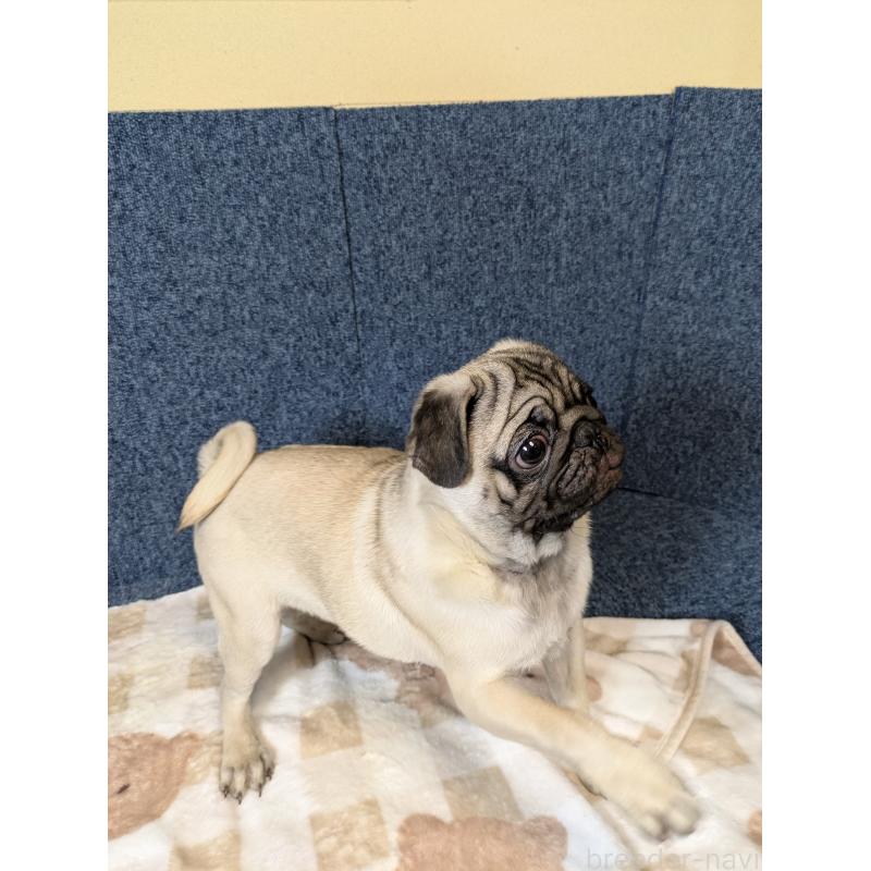 販売中の広島県のパグ-440256の5枚目