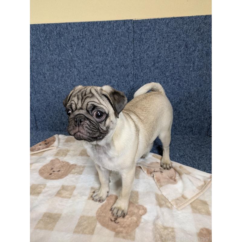 販売中の広島県のパグ-440256の4枚目