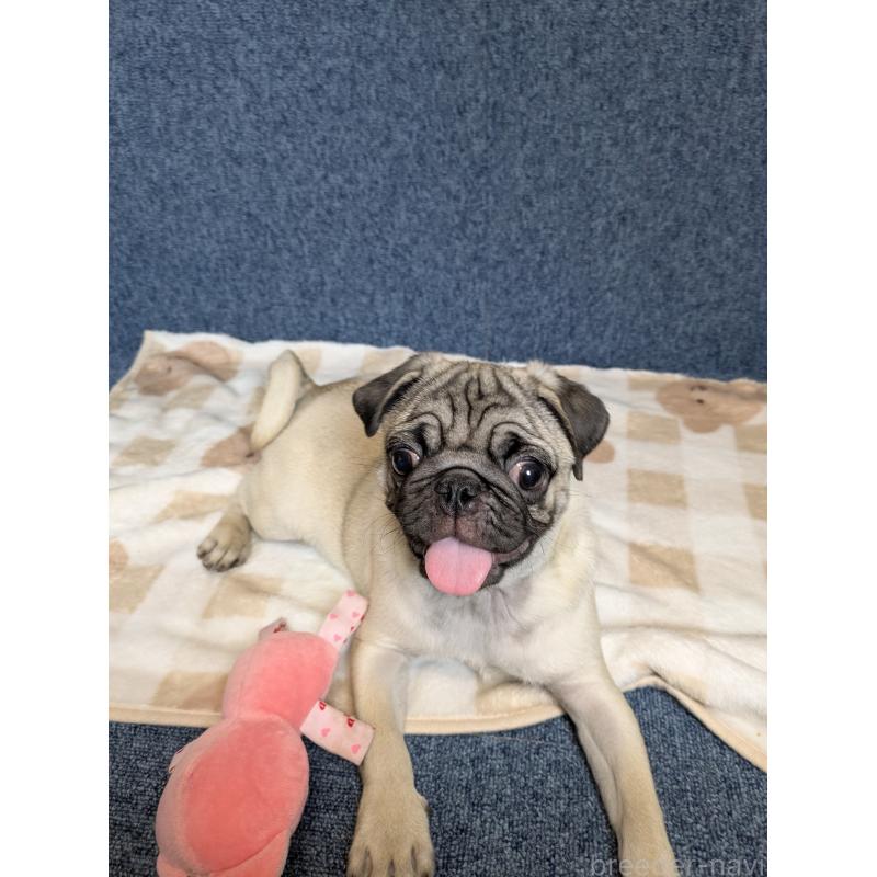 販売中の広島県のパグ-440256の3枚目