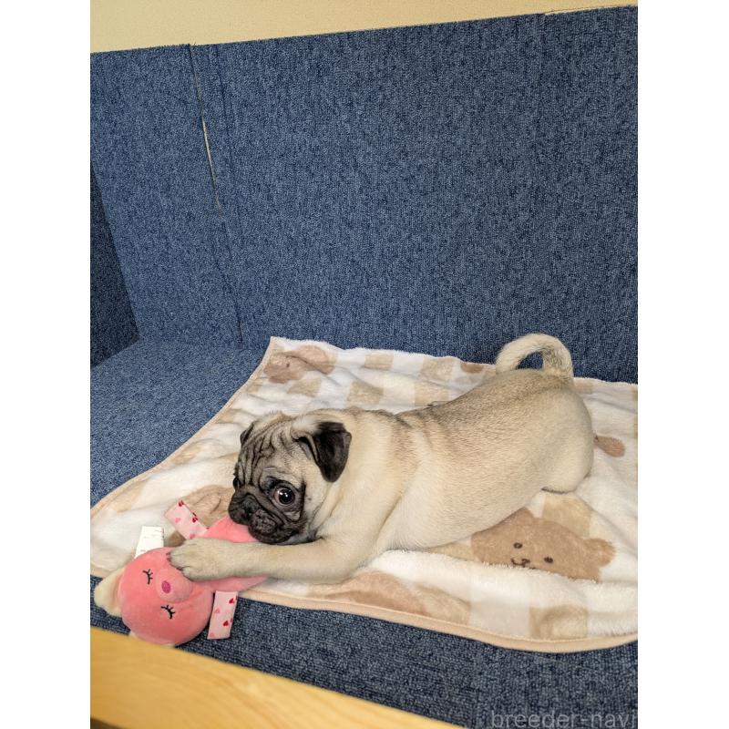 販売中の広島県のパグ-440256の2枚目