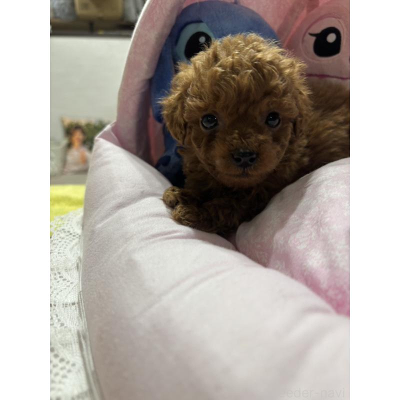 販売中の愛知県のトイプードル-440254の1枚目