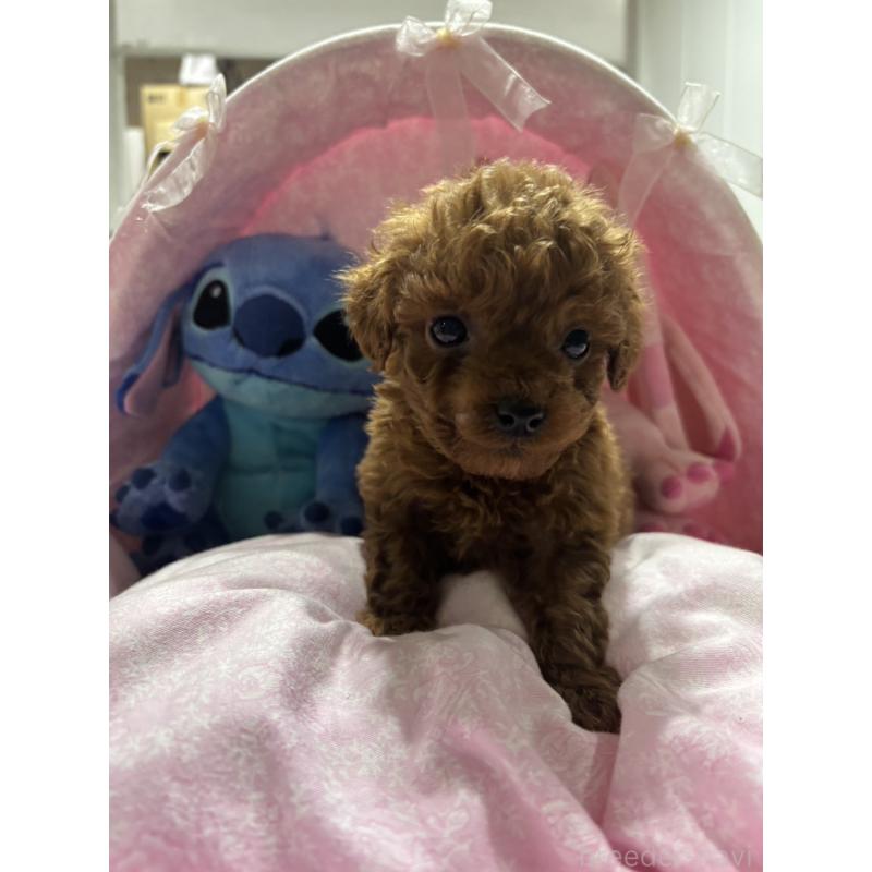 販売中の愛知県のトイプードル-440254の4枚目