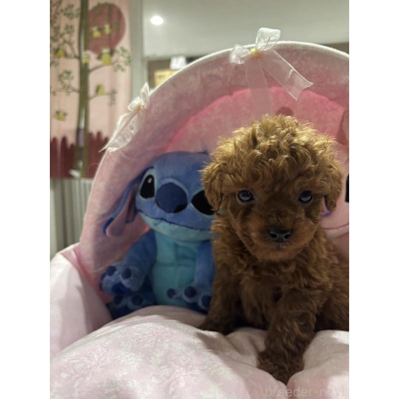 販売中の愛知県のトイプードル-440254の3枚目