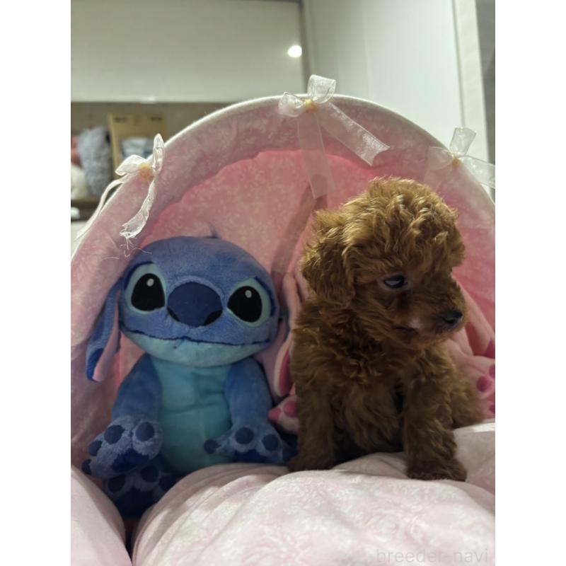 販売中の愛知県のトイプードル-440254の2枚目