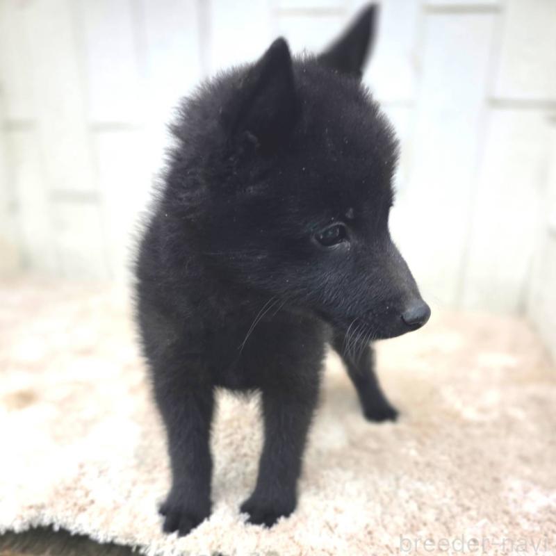 商談中の茨城県のスキッパーキ-431216の10枚目