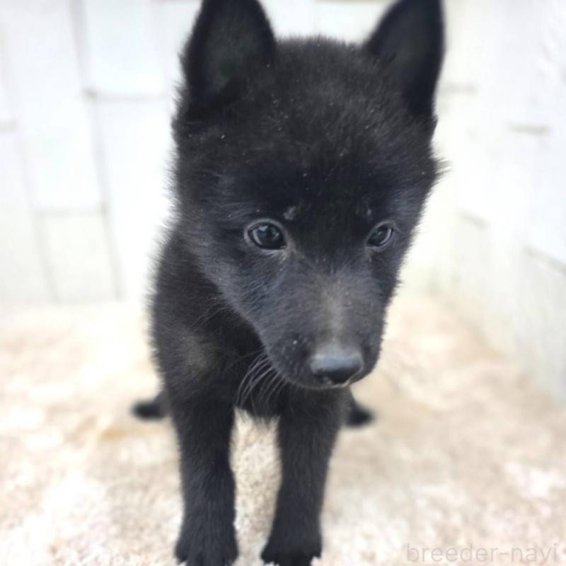 商談中の茨城県のスキッパーキ-431216の9枚目