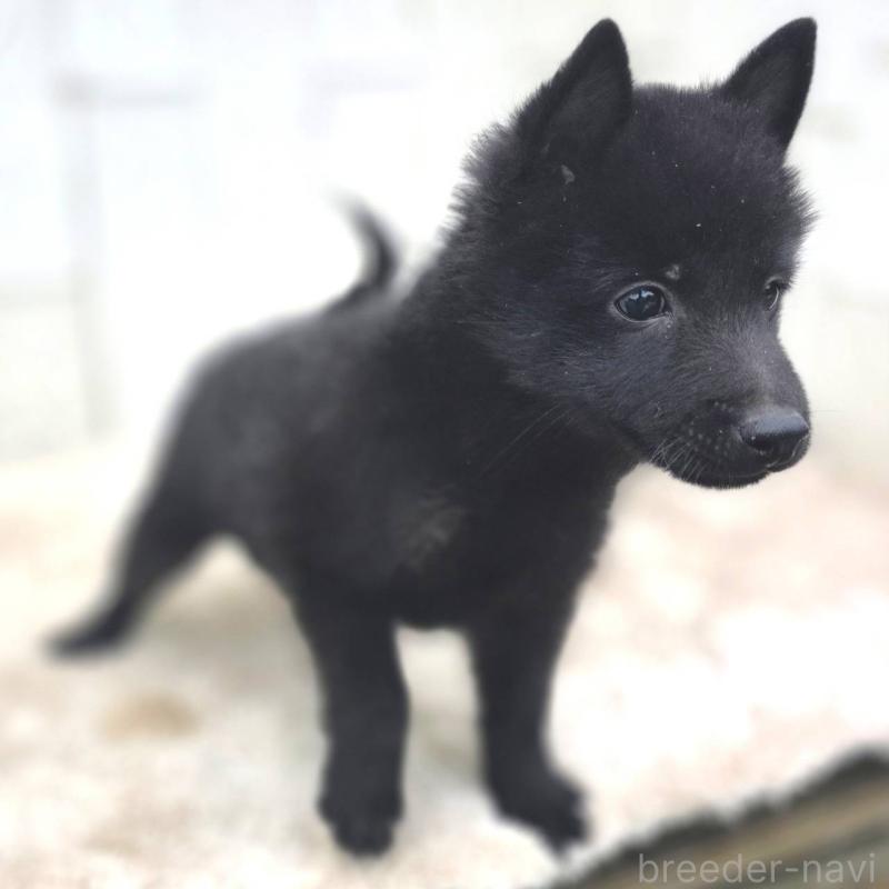 商談中の茨城県のスキッパーキ-431216の8枚目