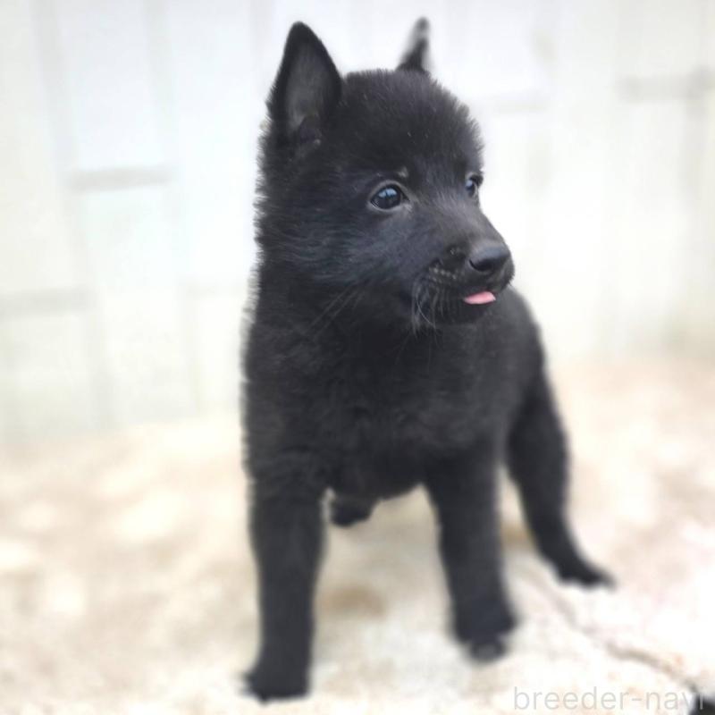 商談中の茨城県のスキッパーキ-431216の7枚目