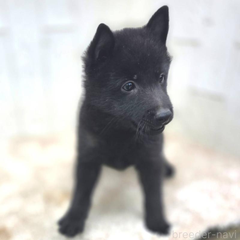 商談中の茨城県のスキッパーキ-431216の6枚目