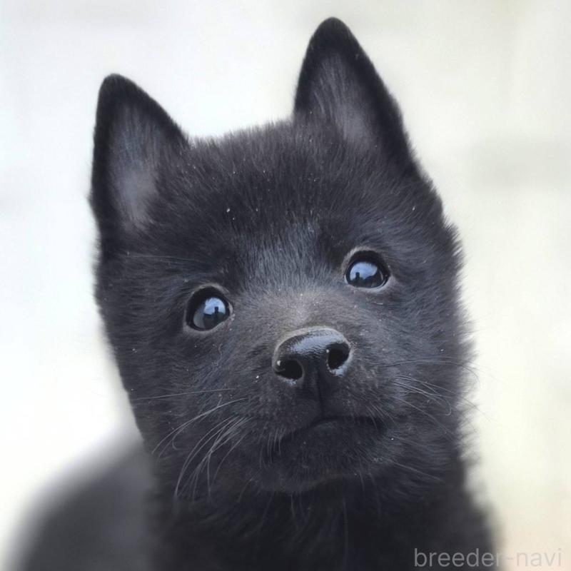 商談中の茨城県のスキッパーキ-431216の1枚目