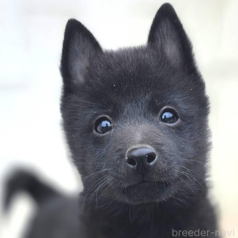 商談中の茨城県のスキッパーキ-431216の5枚目