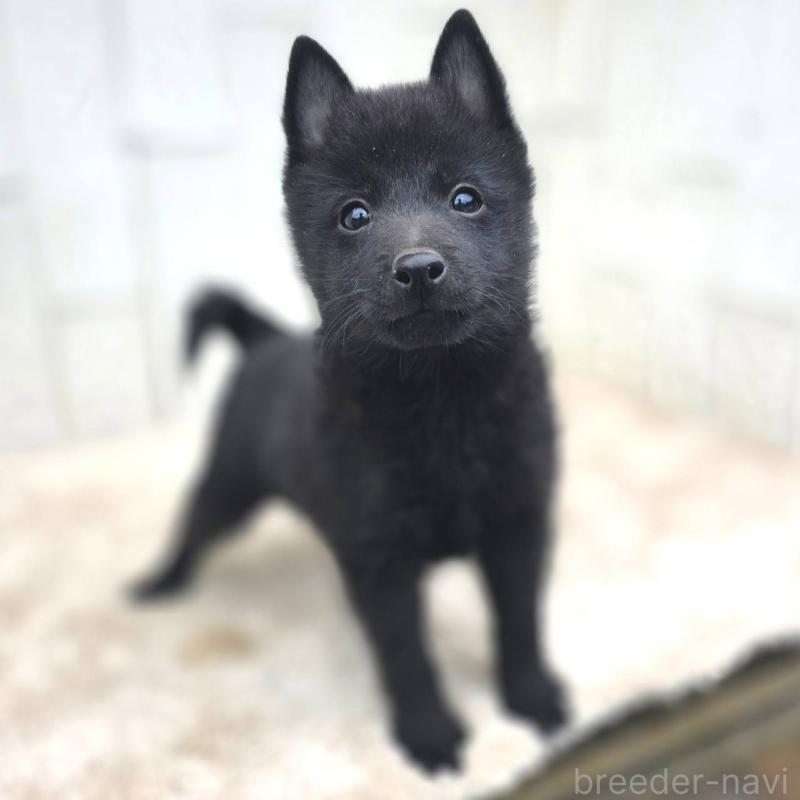 商談中の茨城県のスキッパーキ-431216の4枚目