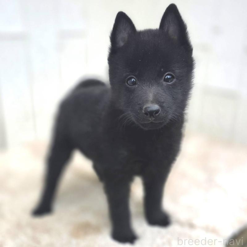 商談中の茨城県のスキッパーキ-431216の3枚目