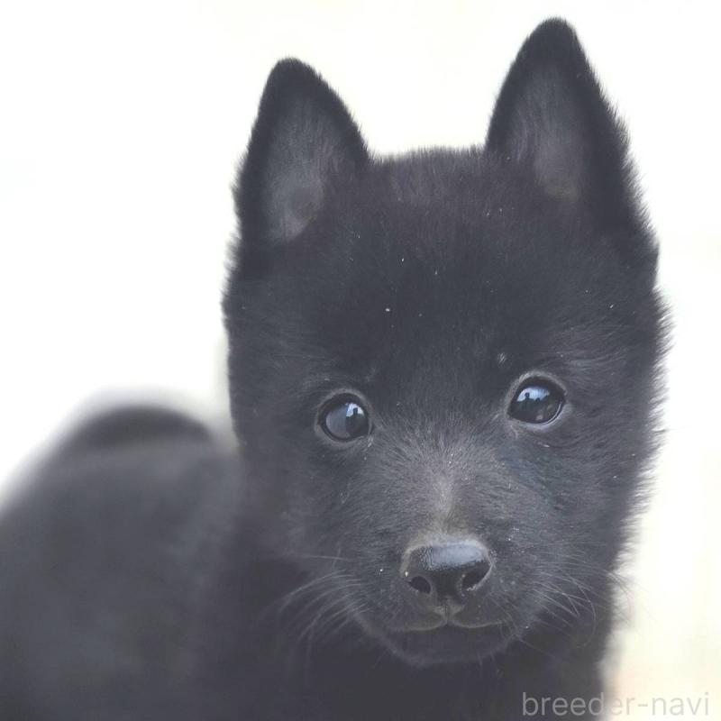 商談中の茨城県のスキッパーキ-431216の2枚目